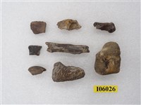 藏品(動物骨及角.牙化石)的圖片